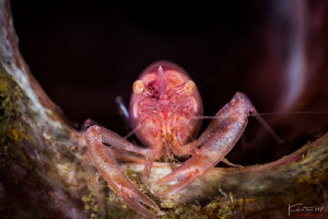 Portrait of sponge coral shrimp by Kelvin H.y. Tan 